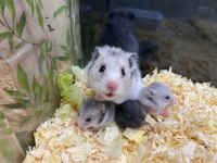 KAMPANYALI KAFES VE HAMSTER DOĞRU ADRES