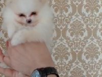 Show kalite pomeranian boo