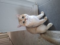 Golden British Shorthair