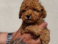 Mini Maltipoo Yavruları