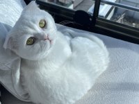 Erkek scottish fold kedisi