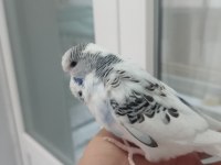 Yavru Yeme Düşmek Sağlıklı Jumbo Muhabbet Kuşu