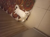 BRİTİSH SHORTHAİR NS1133 KEDİMİZİ SAHİPLENDİRMEK