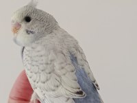 YEME DÜŞMÜŞ YAVRU MUHABBET KUŞLAR