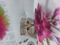 Scottish fold