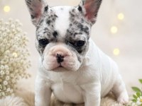 FRENCH BULLDOG YAVRULARI