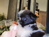 BÜYÜMEYEN BOY MİNYATÜR TEACUP MORKİE BEBEK