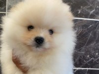 Tea Cup Pomeranian