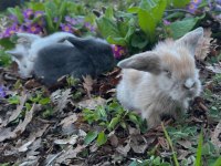 Hollanda lop tavşan yavruları