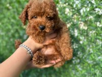 Toy Poodle Köpeğimiz 3 Aylık