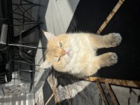 NY11 Erkek British Shorthair