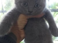 British shorthair