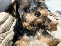 Yorkshire terrier yavrularımız