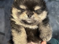 3 aylık pomeranian boo ayı surat