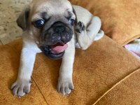 Yavru pug mops