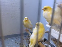 3 Aylık Kanaryalar Sahiplendirilecektir