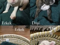 SAFKAN FRENCH BULLDOG YAVRULARI