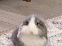 Sağlıklı Bakımlı Lop Tavşanı 4 Aylık