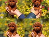 Toy poodle bebek köpeğimiz