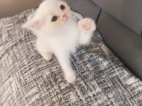 British Shorthair ve Scottish Fold Yavrular