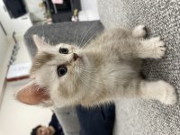 Golden british shorthair oğlumuz