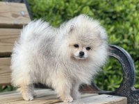 Teacup pomeranian boo