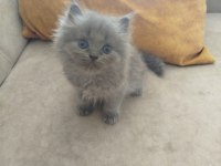 British Longhair Yavrular