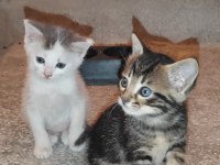 KEDİLERE ACİL YUVA ARANIYOR