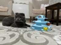 Ücretsiz scottish fold