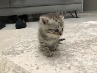 25 Nisan doğumlu british shorthair yavrularım