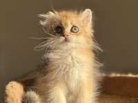 Kocaman gözlü golden ny11 british longhair