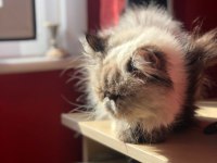 2 YAŞINDA LYNX POİNT DİŞİ İRAN KEDİSİ