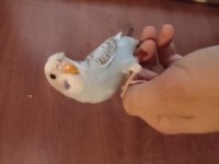 1.5 aylık yavru muhabbet kuşları