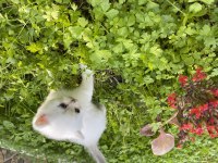 Safkan şecereli british shorthair yavrular evden