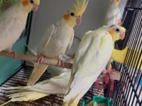 Lutino sultan papağanı yavrularım