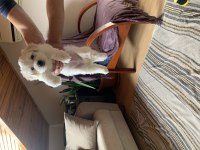 0 Grubu 2 Aylık Maltese Yavru köpeği