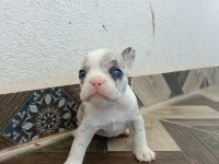 GÖREBİLECEĞİNİZ EN TATLI FRENCH BULLDOG BEBEKLER