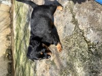 Saf kan Rottweiler yavrularım
