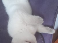 Dişi blue point sakin scottish fold yavru