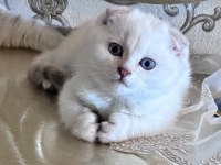 Yavru scottish fold kedimize yuva arıyoruz