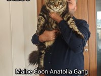 Şecereli Maine Coon yavrular Alanya