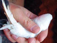 Sol ayak aksıyor beyaz albino kırmızı göz muhabbet kuşu