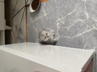 Eskişehir Tepebaşı british longhair