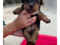 Yorkshire terrier 50 günlük