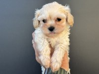 Tea cup kore maltipoo petmode de ziyarete açık