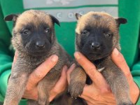 Son Kalan Belçika Malinois Yavrularımız Geç Kalmayın