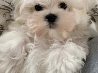 Maltese Terrier Adrese Teslim, Kapıda Ödeme Yapabilirsiniz
