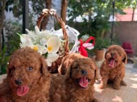 Yeni yuvası için hazır kore kan poodle bebekler