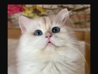 British shorthair red point erkek