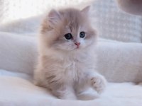 BLH Ay12 erkek british longhair
